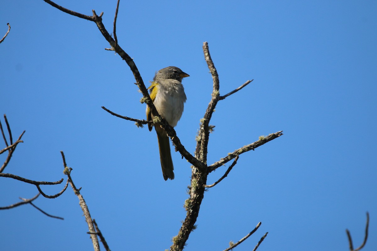 serraspurv - ML641220012