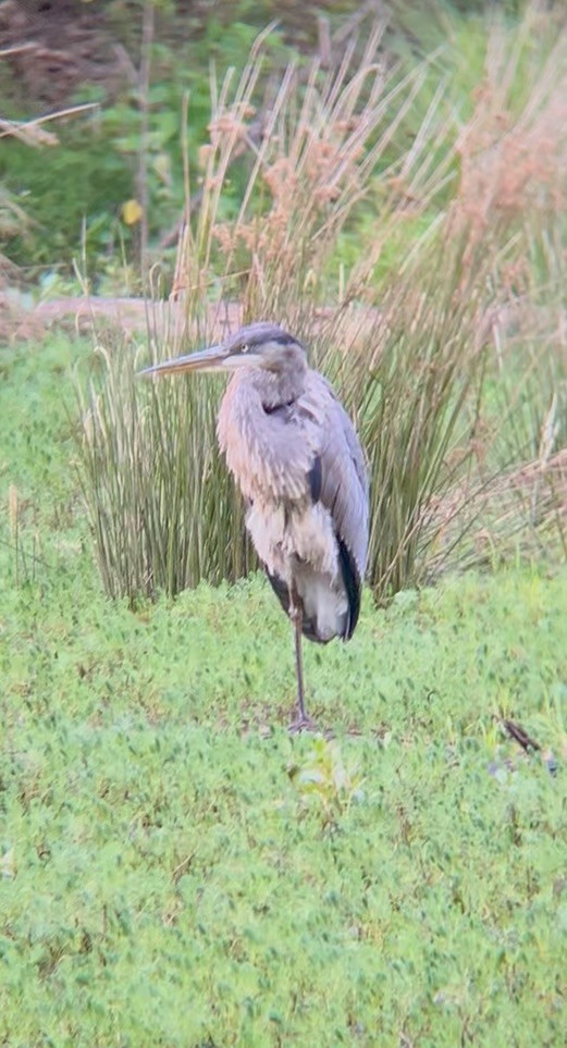 Great Blue Heron - ML641220032