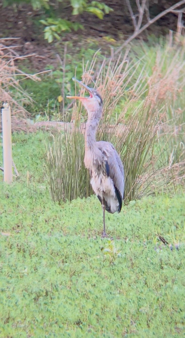 Great Blue Heron - ML641220069