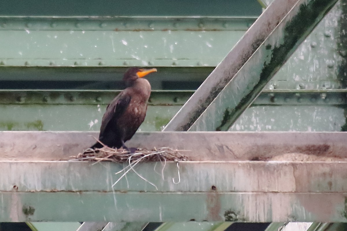 Double-crested Cormorant - ML641220075