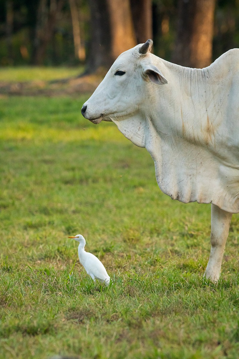 Western Cattle-Egret - ML641220105