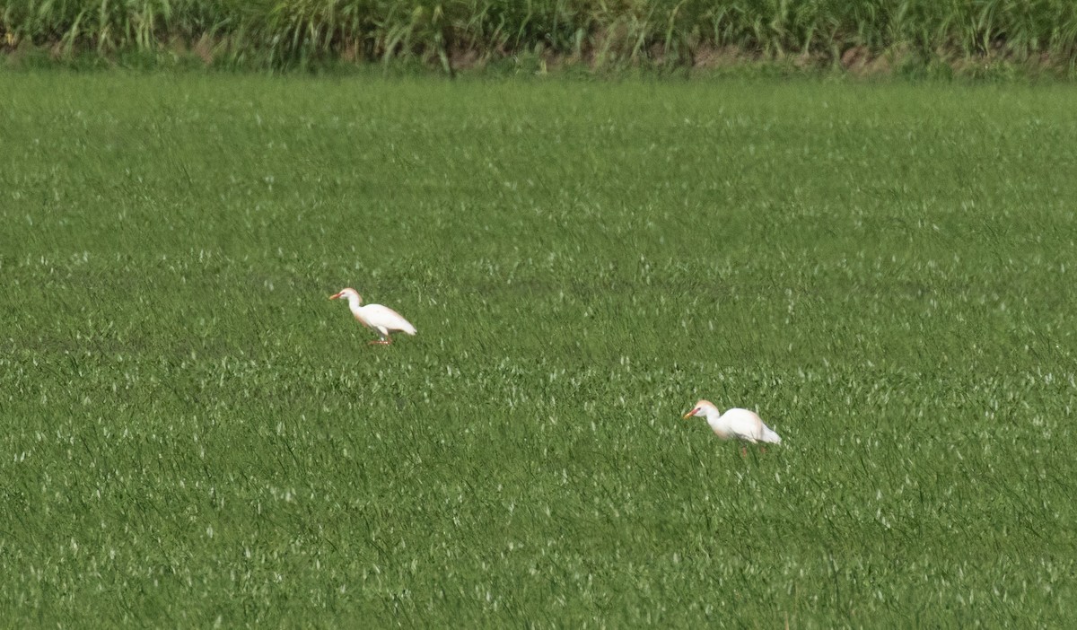 Western Cattle-Egret - ML641220112