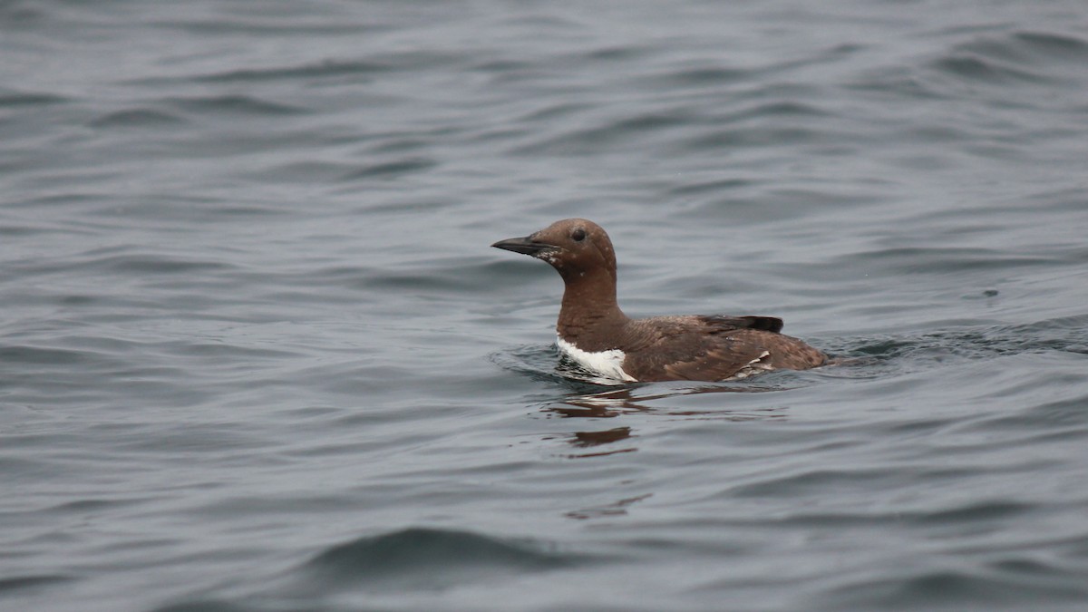 崖海鴉 - ML641220122