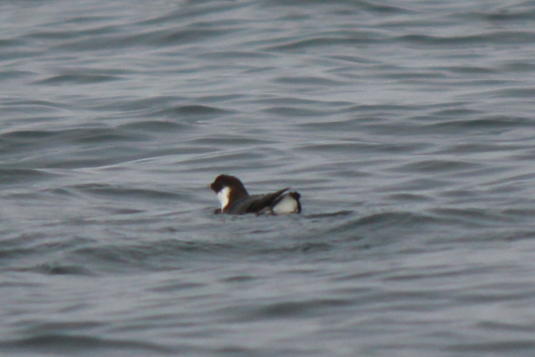 扁嘴海雀 - ML641220132