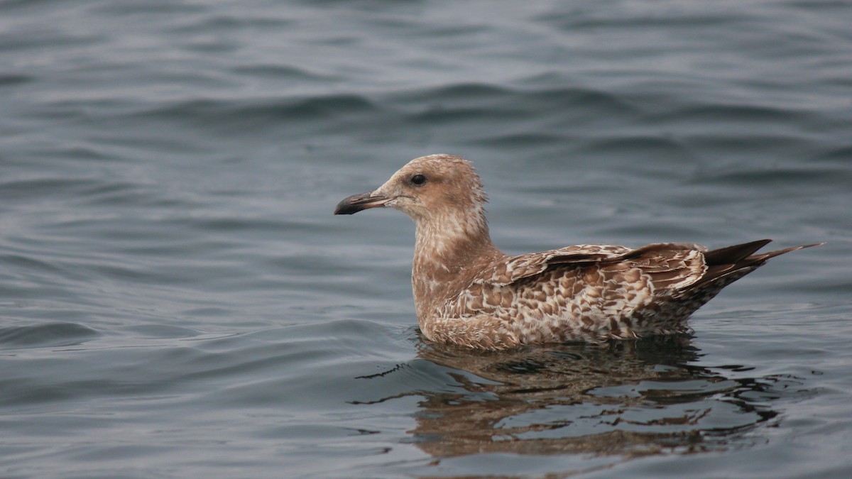 California Gull - ML641220141