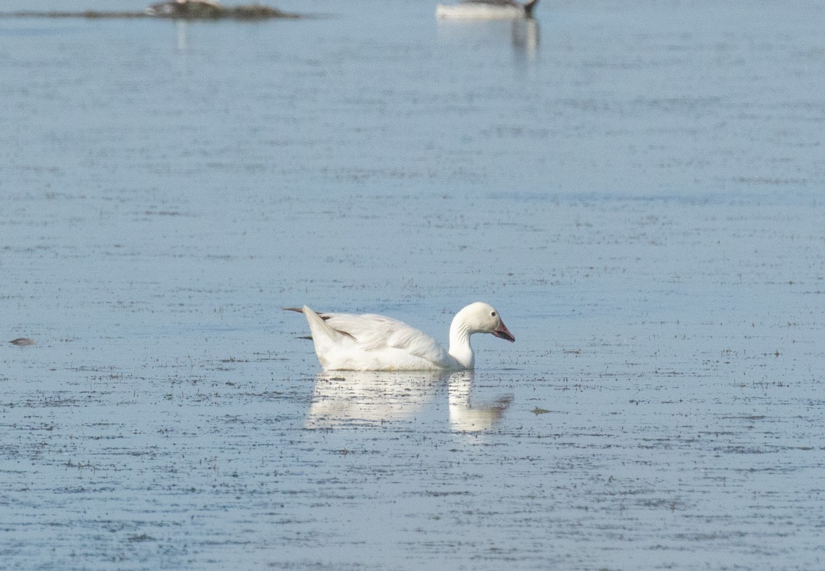 Snow Goose - ML641220142
