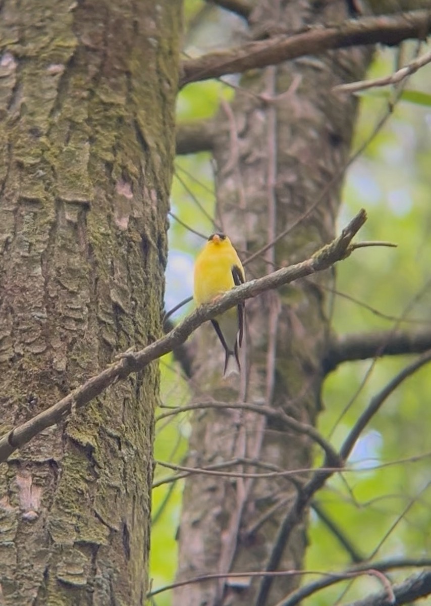 American Goldfinch - ML641220145