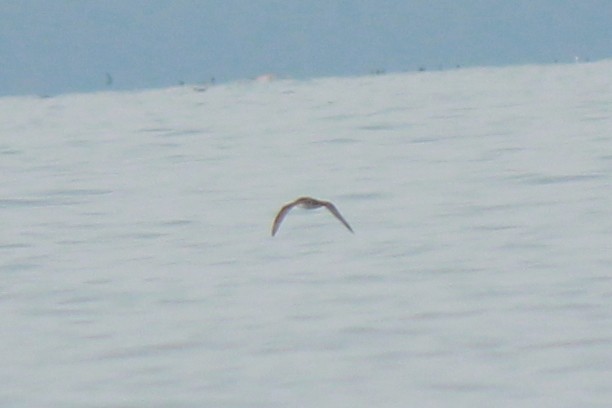 Manx Shearwater - ML641220146