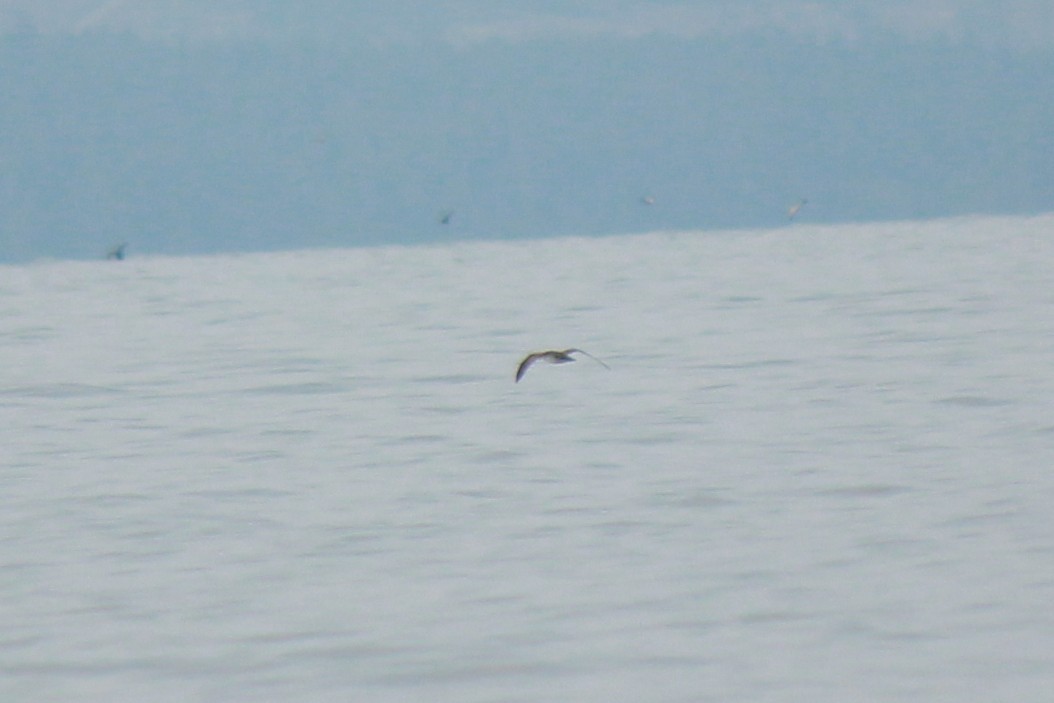 Manx Shearwater - ML641220147