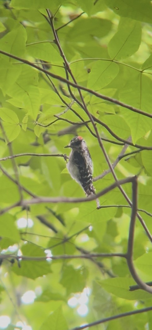 Downy Woodpecker - ML641220159