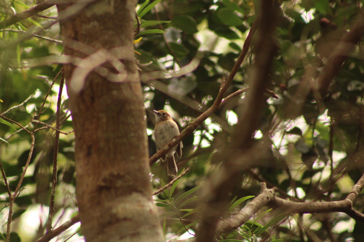 Oahu Elepaio - ML641220161