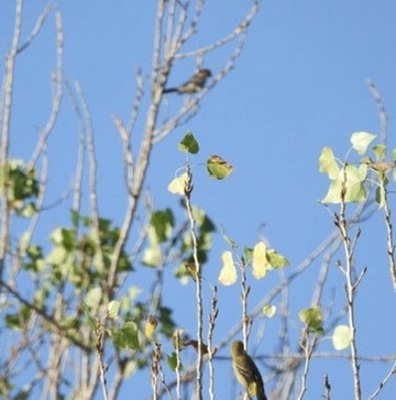 Hooded Oriole - ML641220188