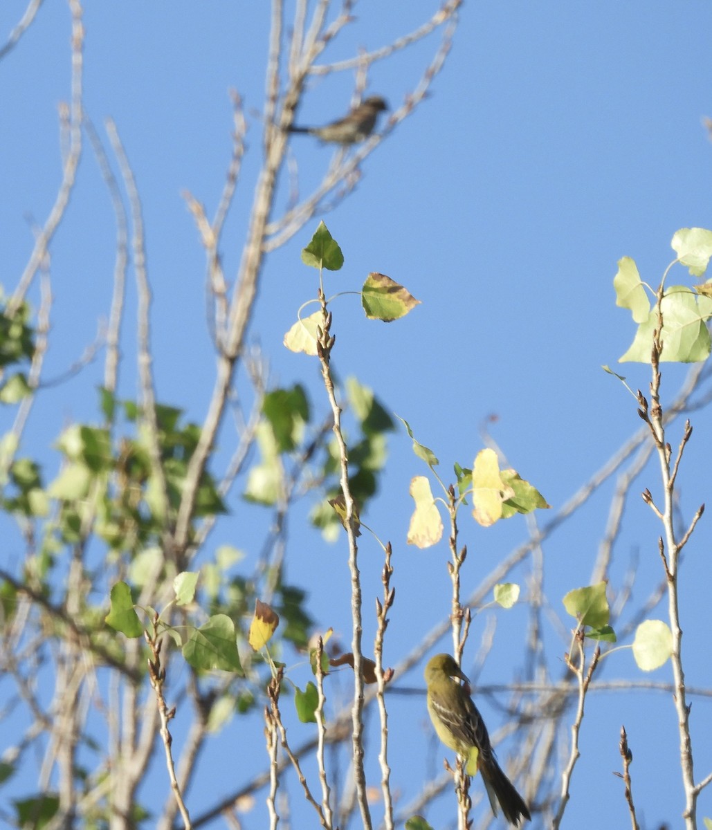 Hooded Oriole - ML641220189