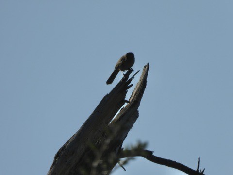 California Towhee - ML641220222