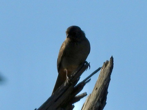 California Towhee - ML641220223