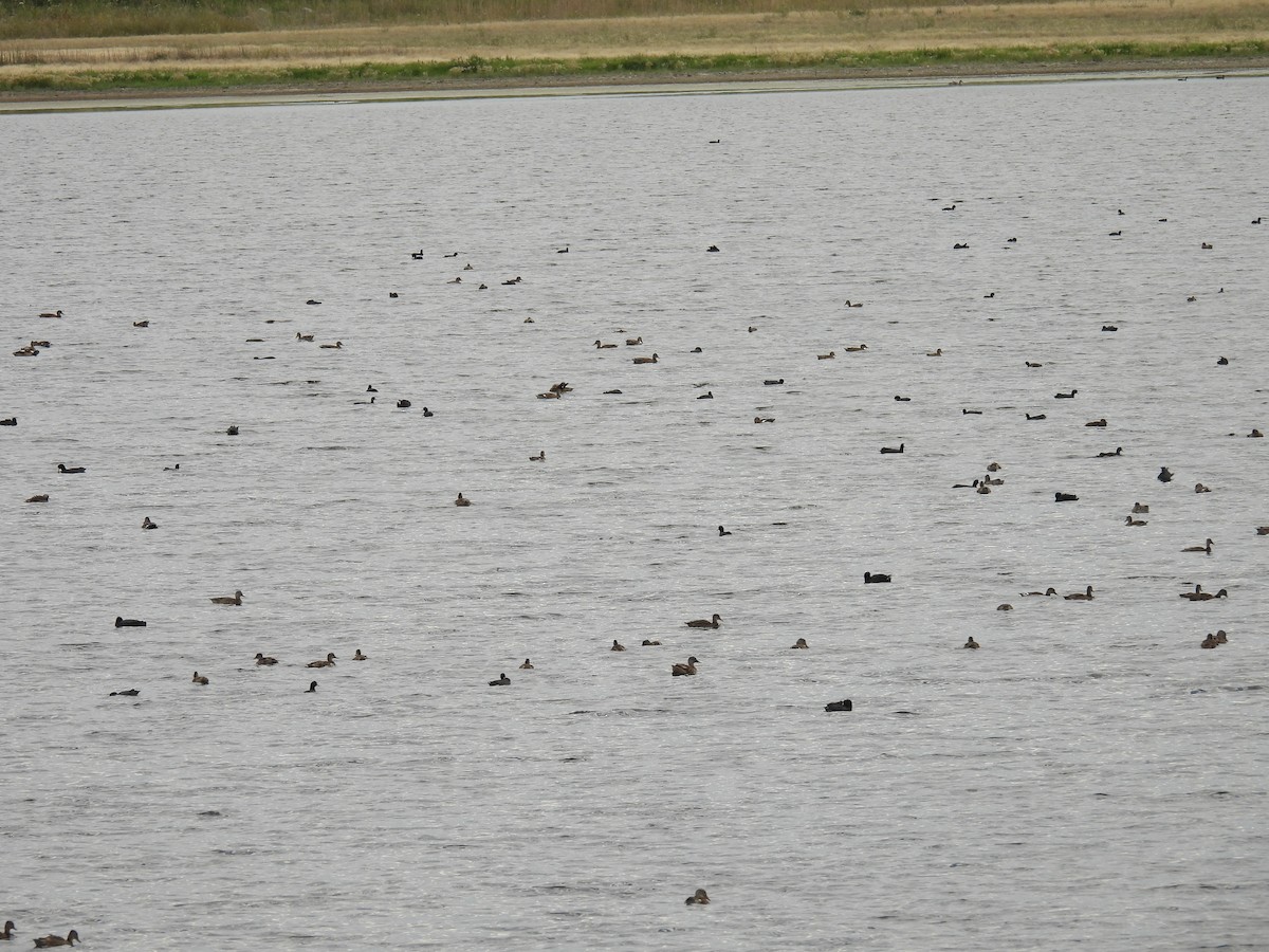dabbling duck sp. - ML641220277