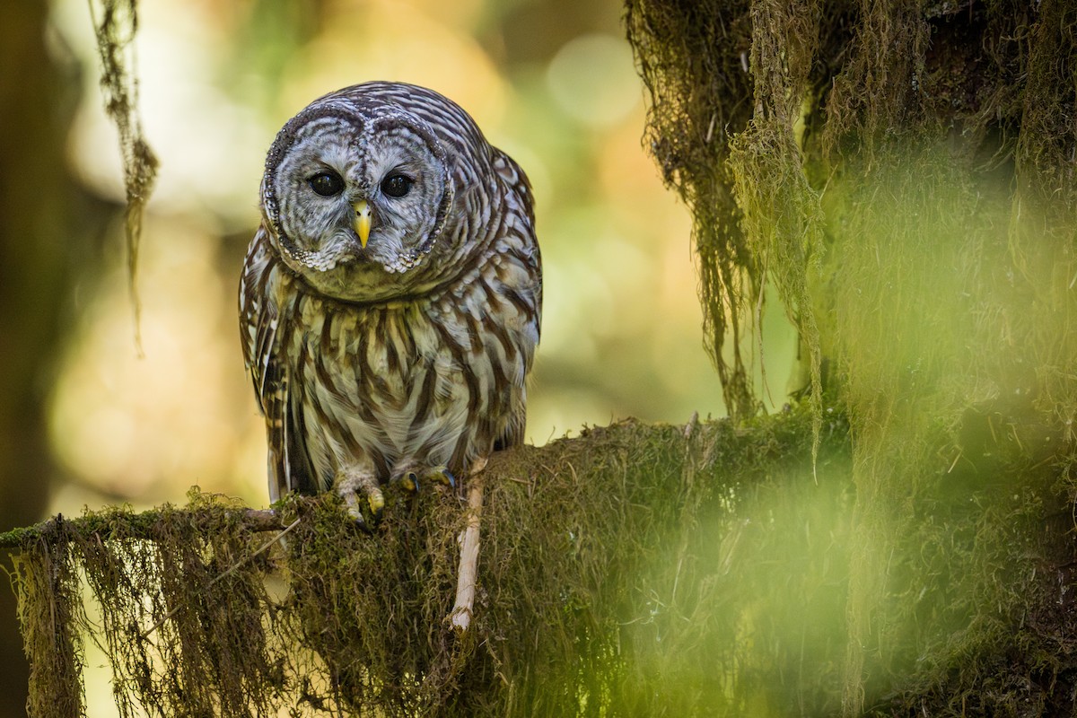 Barred Owl - ML641220320