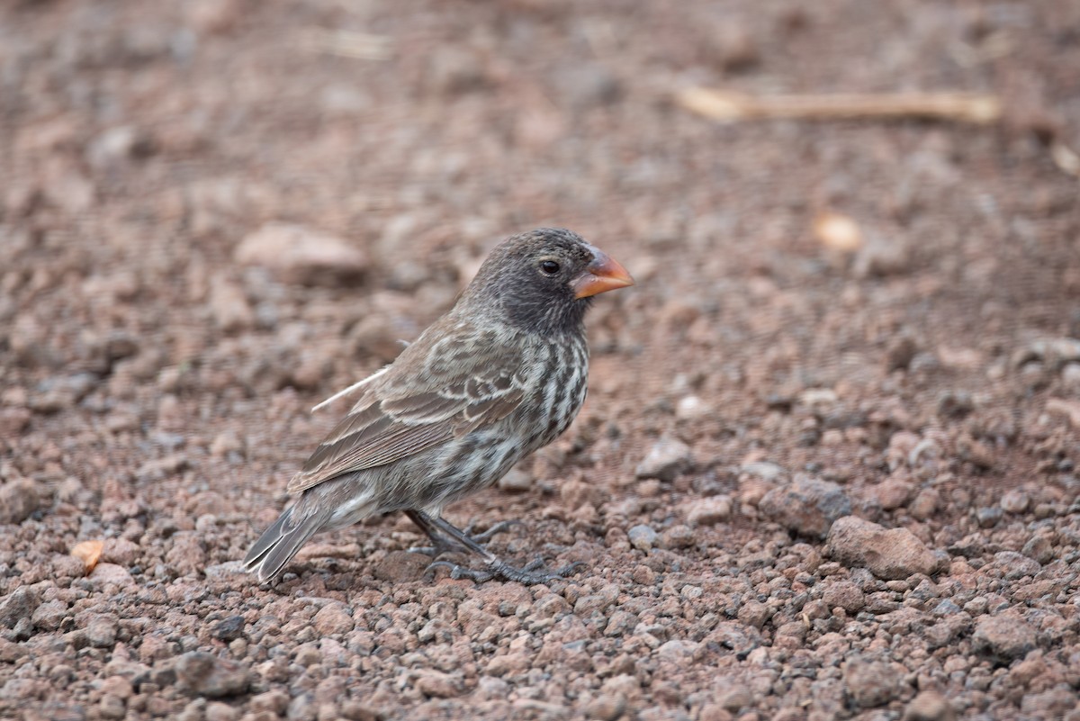 Medium Ground-Finch - ML641220332