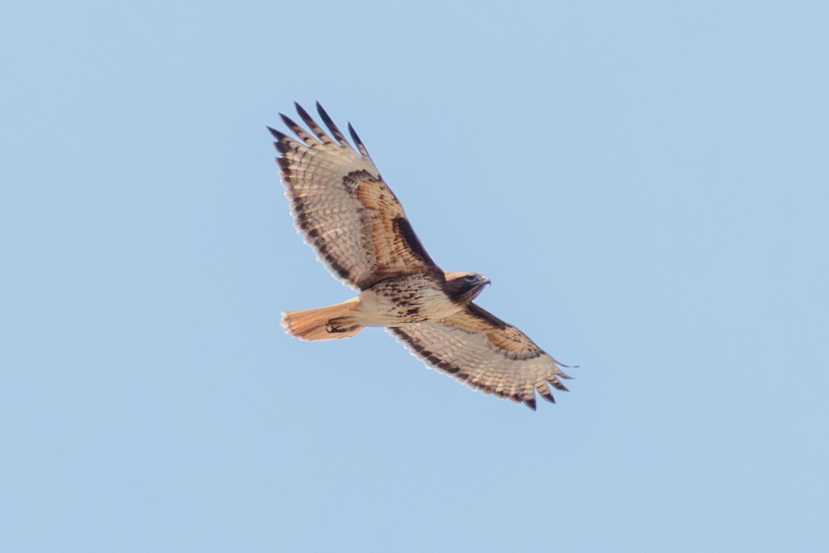 Red-tailed Hawk - ML641220390