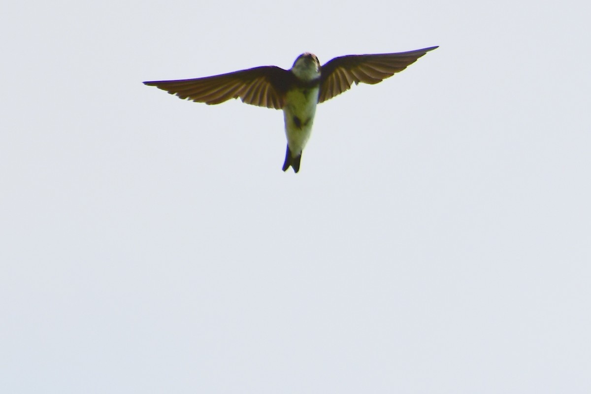 Bank Swallow - ML641220391