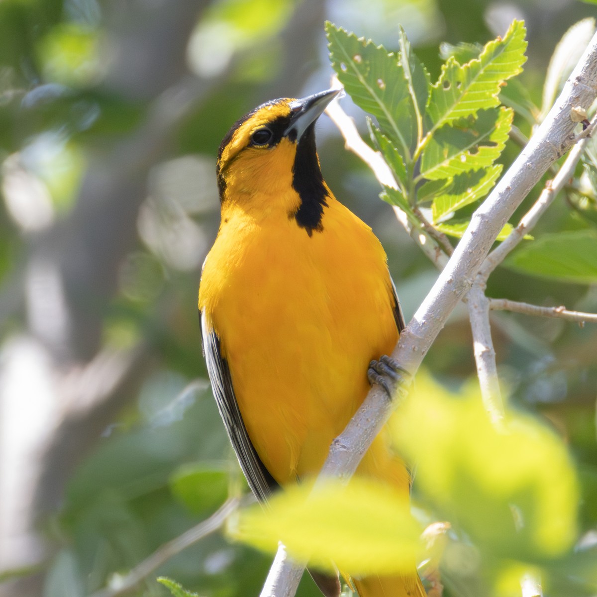 Bullock's Oriole - ML641220403