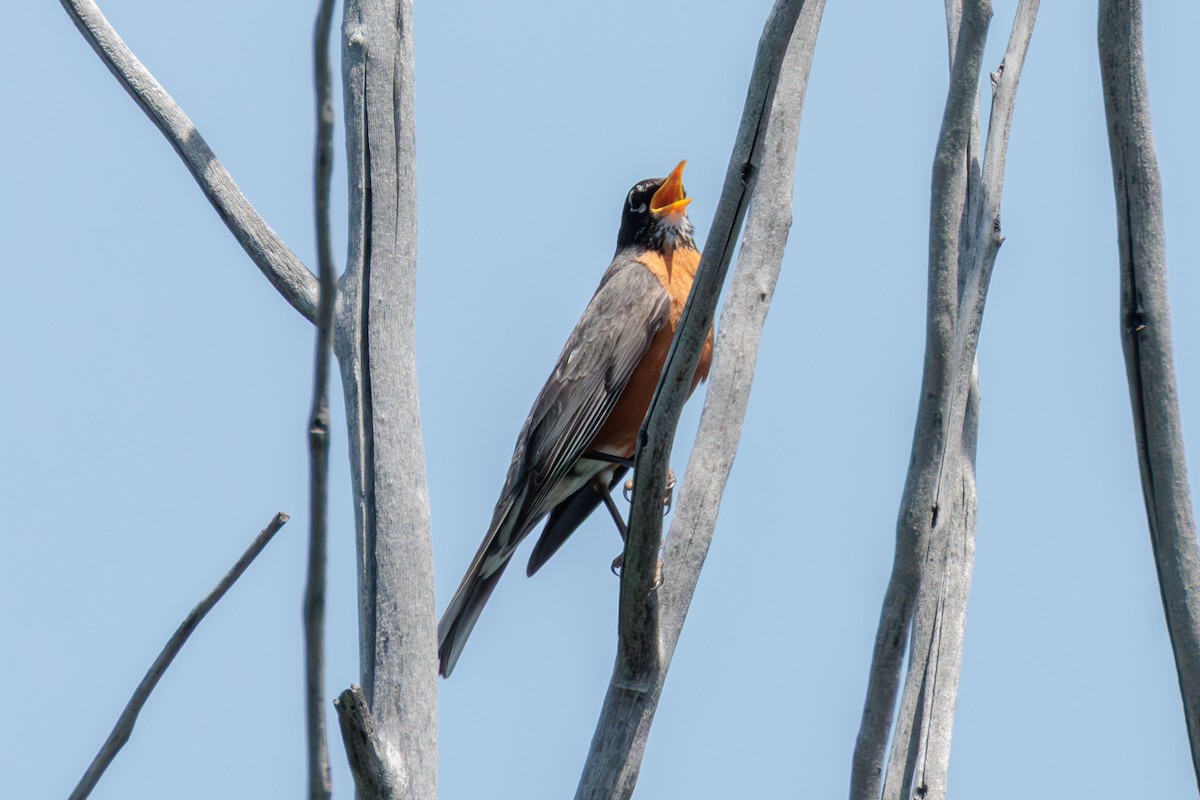 American Robin - ML641220408