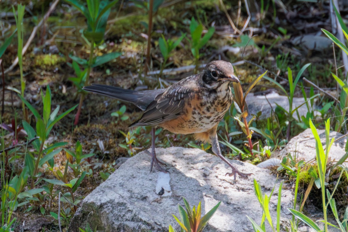 American Robin - ML641220409