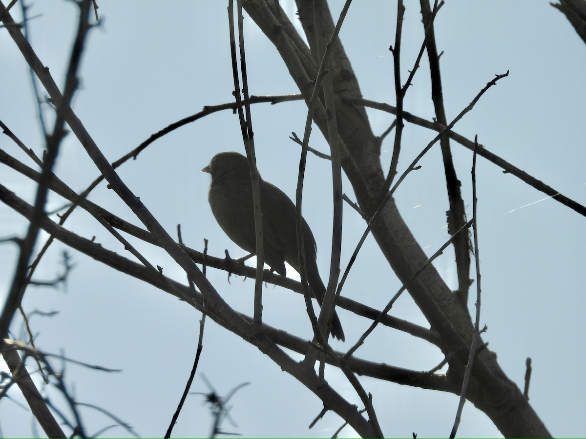 California Towhee - ML641220507
