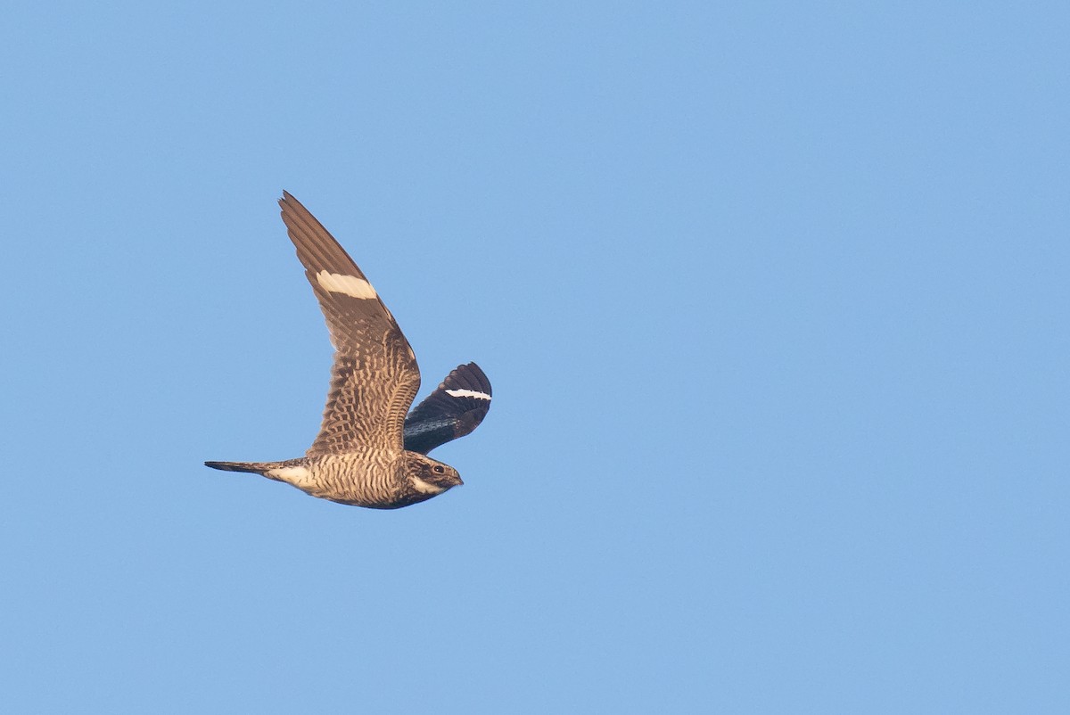 Common Nighthawk - ML641220557