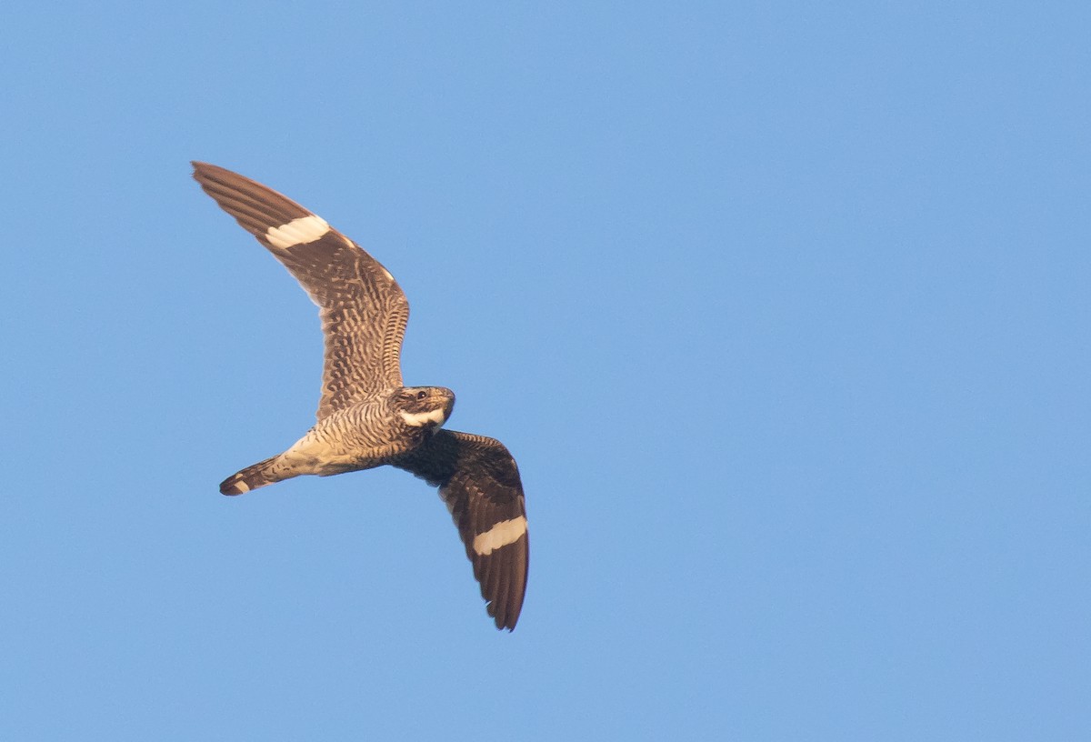 Common Nighthawk - ML641220558