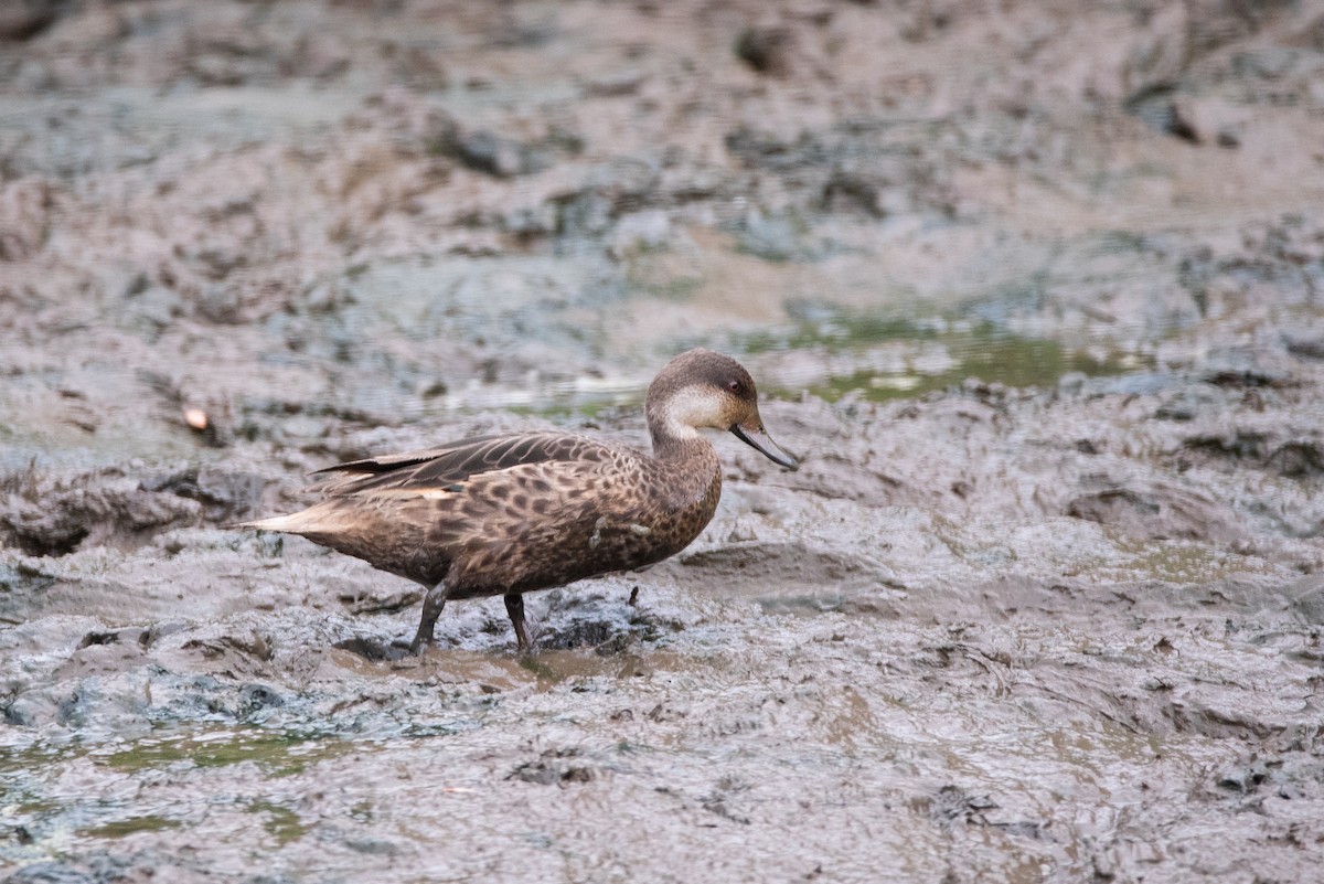 White-cheeked Pintail - ML641220559