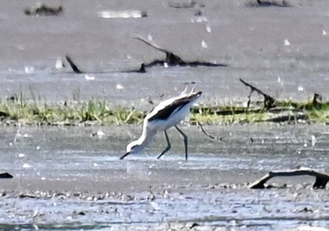 American Avocet - ML641220563