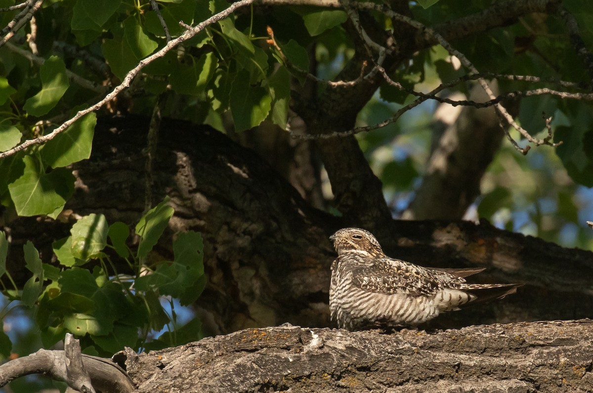 Common Nighthawk - ML641220632