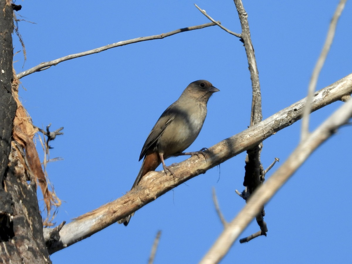 California Towhee - ML641220638