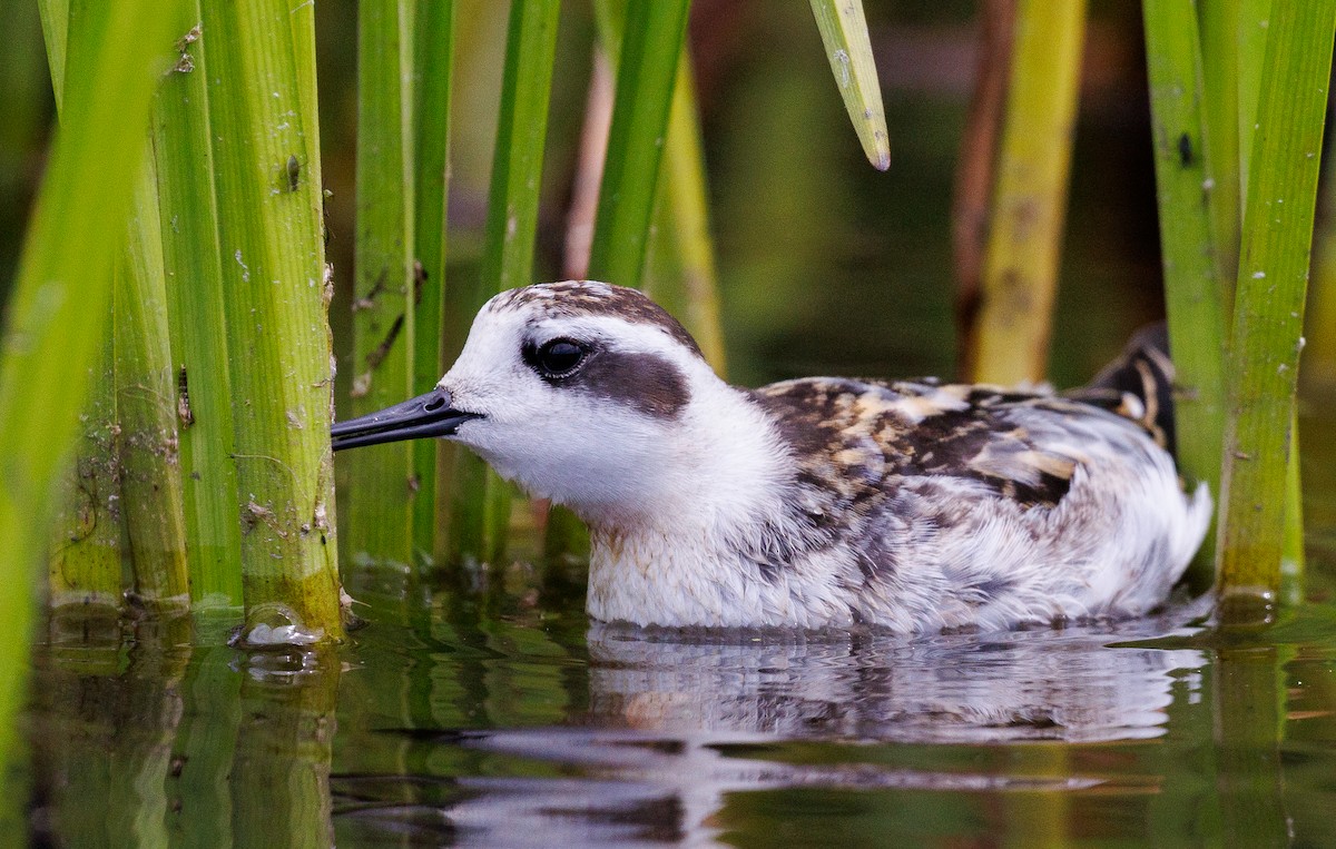 svømmesnipe - ML641220659