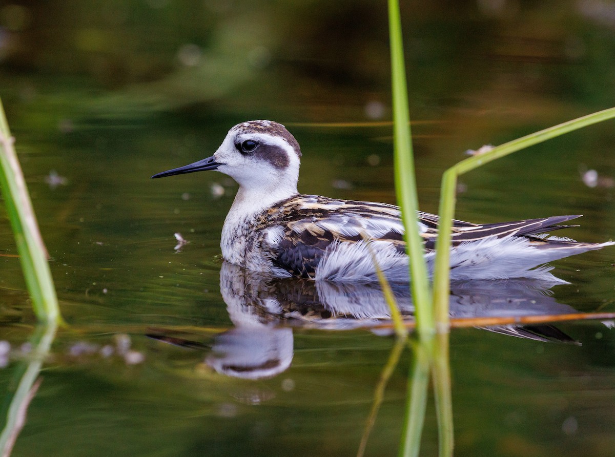 svømmesnipe - ML641220662