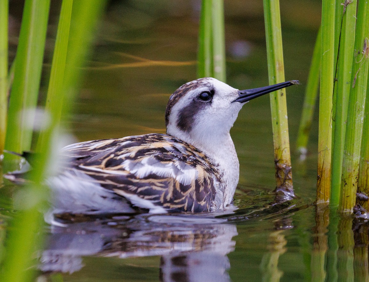 svømmesnipe - ML641220665
