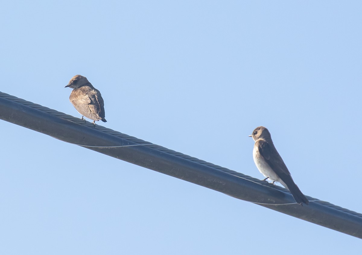 Northern Rough-winged Swallow - ML641220669