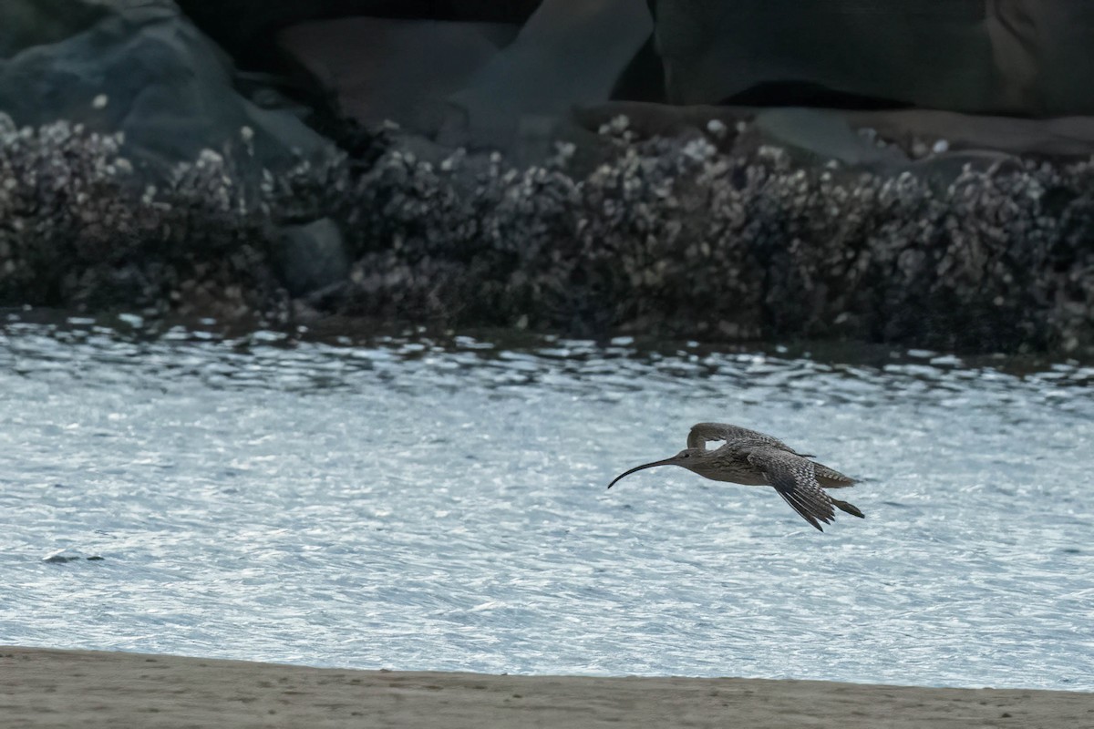 ホウロクシギ - ML641220684