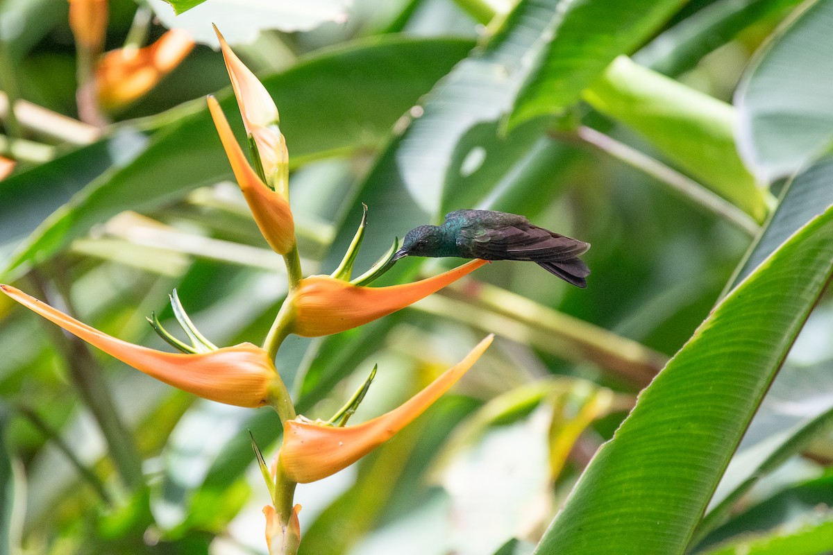 Bronze-tailed Plumeleteer - ML641220700