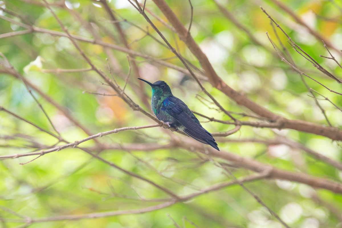Crowned Woodnymph - ML641220709