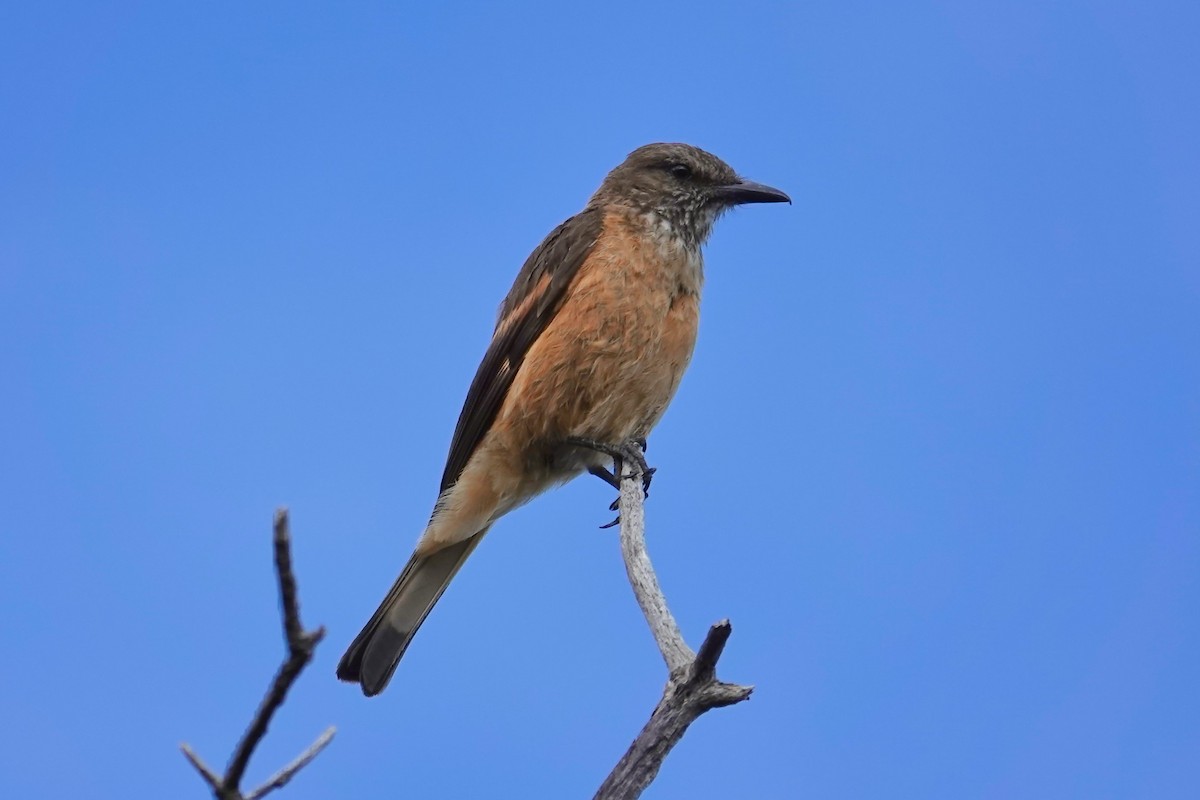 Streak-throated Bush-Tyrant - ML641220710