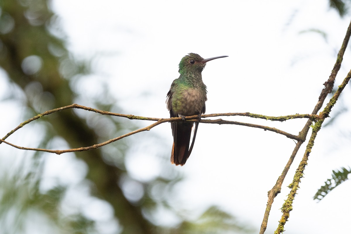 Rufous-tailed Hummingbird - ML641220716