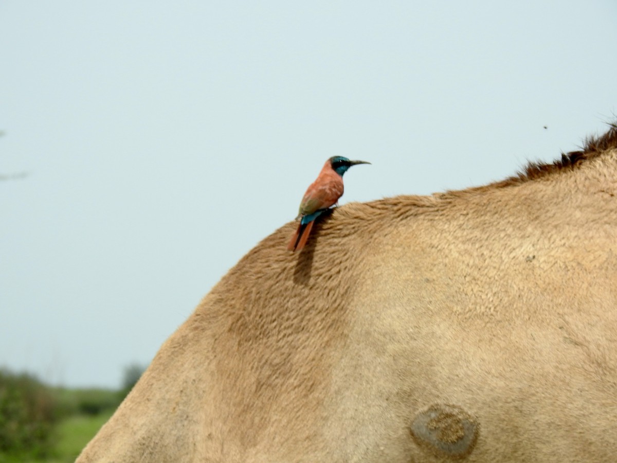 Northern Carmine Bee-eater - ML641220722