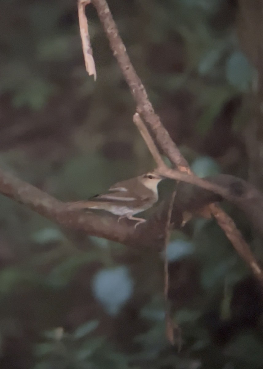 Swainson's Warbler - ML641220723