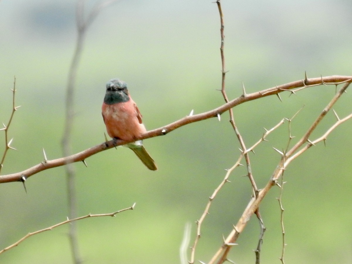 Northern Carmine Bee-eater - ML641220742