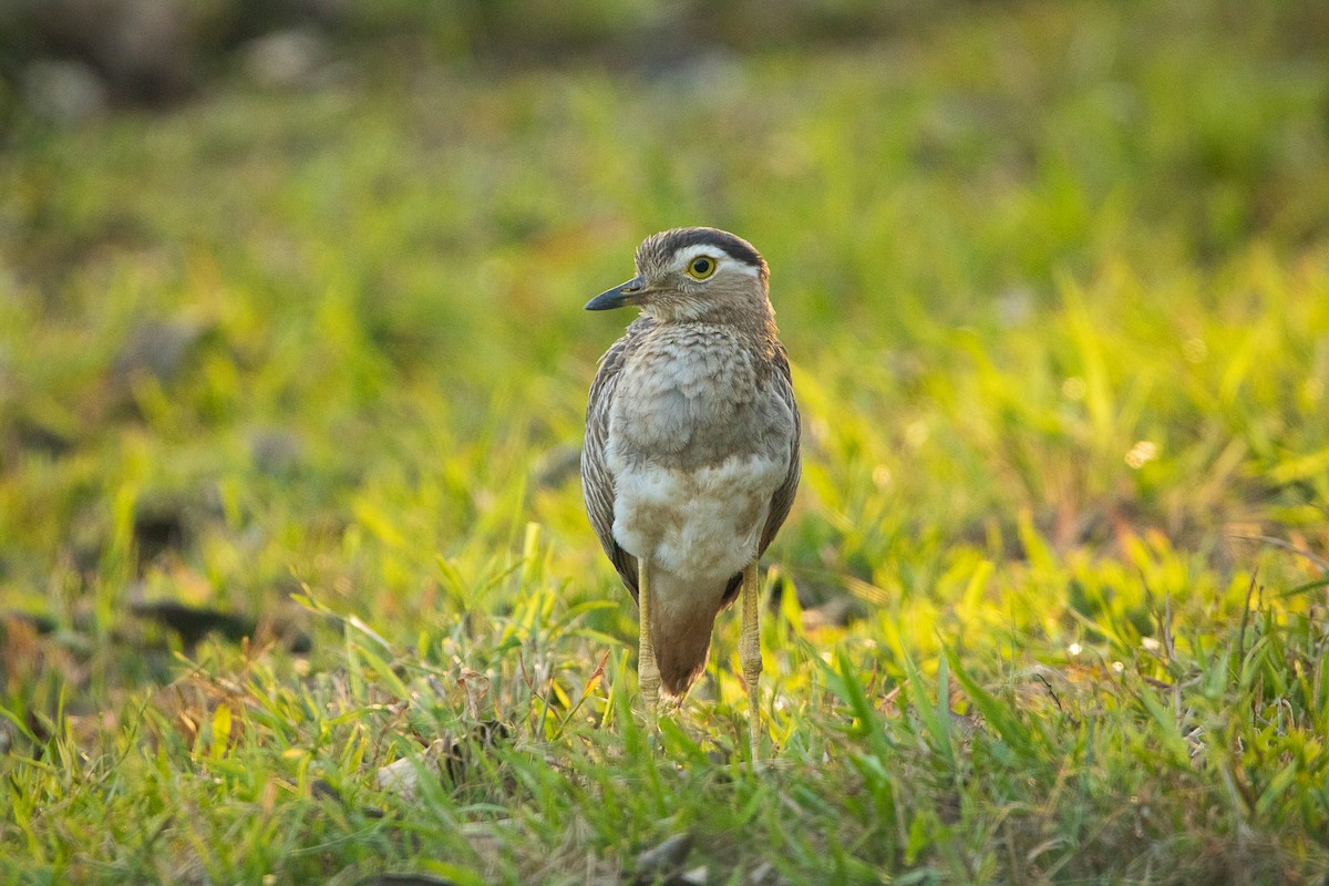 Double-striped Thick-knee - ML641220743