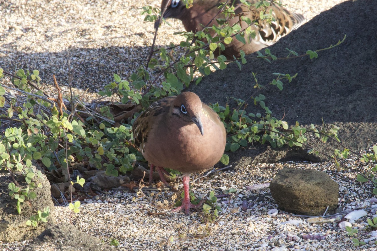 Galapagos Dove - ML641220752