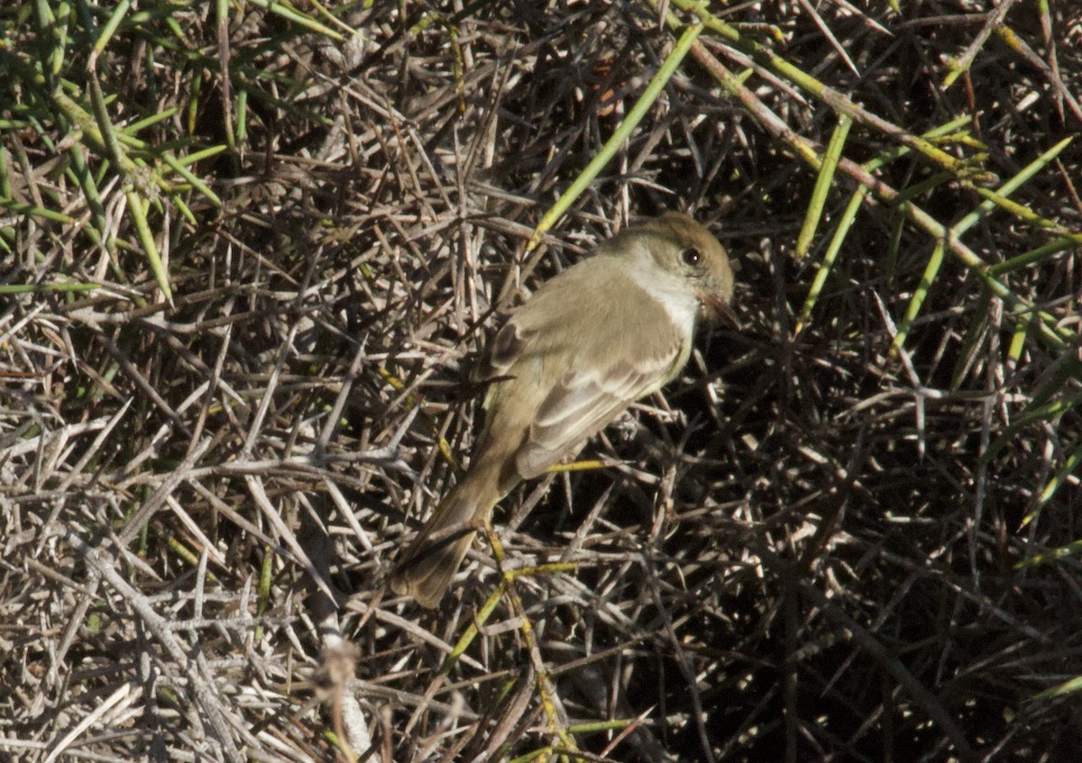 Galapagos Flycatcher - ML641220792