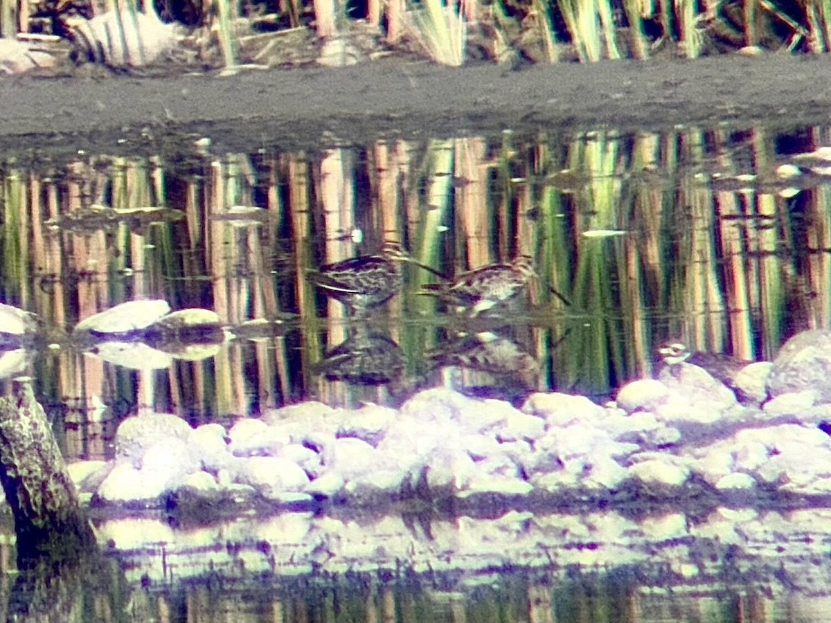 Wilson's Snipe - ML641220810
